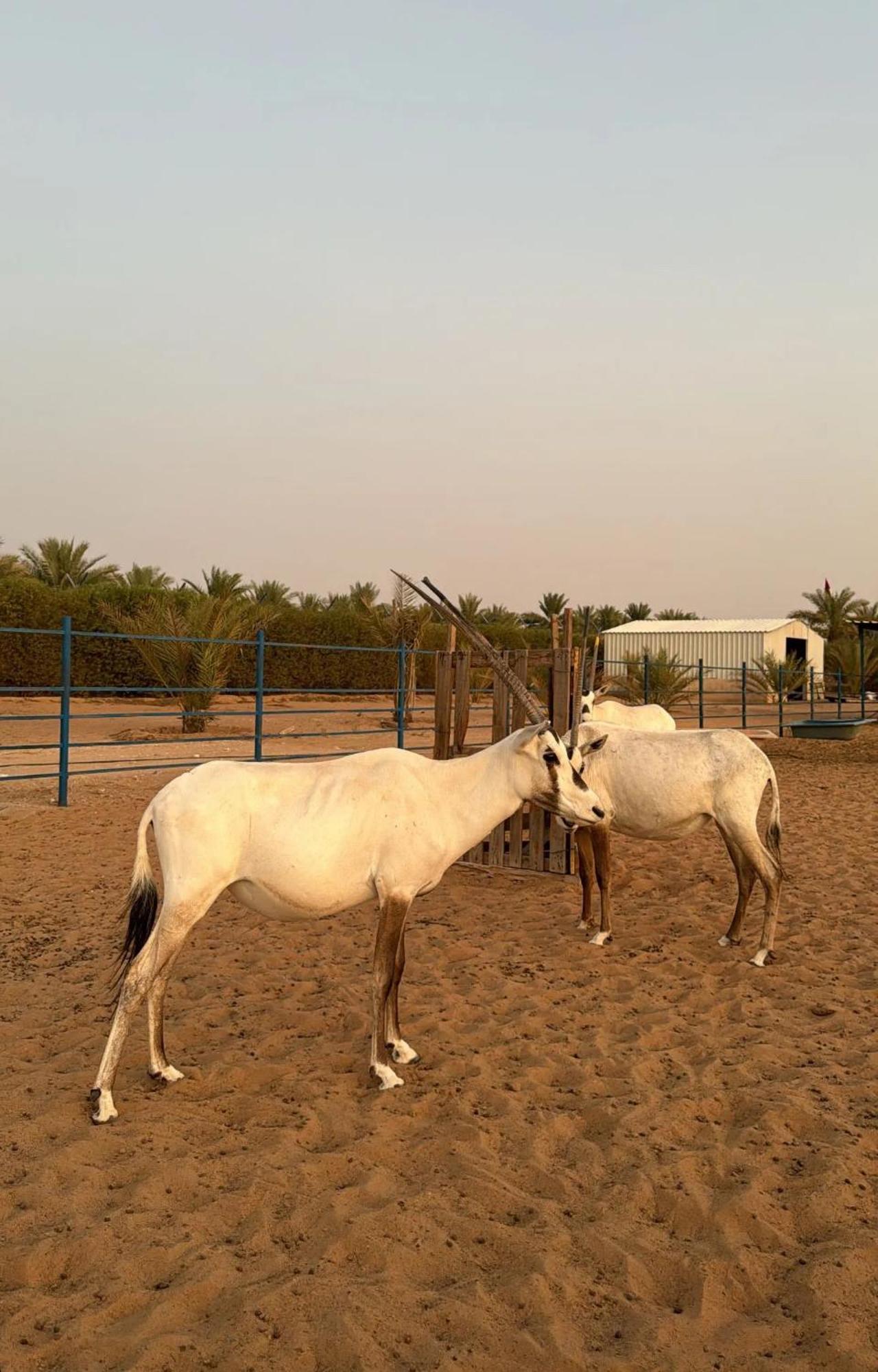 The Palme Resort Al Ain Eksteriør bilde